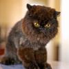 Photo for Posh Paws Grooming & Pet Spa LLC
