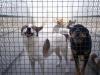 Photo for Choosing A Portable Dog Kennel for Your Dog