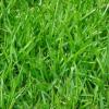 Photo for CustomWise Turf & Tree
