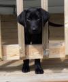 Photo for Labrador Retriever Puppy Training - Tips and Tricks to Start