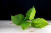 Photo for Kratom Nation Lynnwood