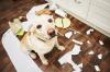 Photo for Pet Shipping Companies in Hong Kong