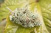 Photo for Sativa vs Indica