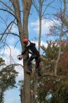 Photo for Alans Tree Service Indianapolis