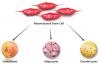 Photo for Mesenchymal Stem Cells Market – Global Industry Insights, Trends, Outlook, and  Analysis, 2017–2025