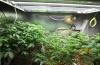 Photo for U.S. Medical Cannabis Market Size Worth USD 19.48 Billion By 2024