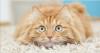 Photo for Franklin Carpet Cleaning