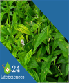 Photo for 24Life Sciences: Global Andrographis Paniculata Extract Sales Market Report 2017