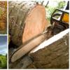 Photo for AC Tree Experts Inc