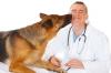 Photo for Veterinary Orthopedics