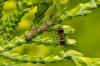 Photo for Insect Growth Regulators Market: Key Growth Factors and Industry Analysis 2022