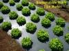 Photo for Biodegradable Mulch Film Market - Global Industry Insights, Trends, and Forecast 2025