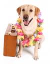 Photo for International Pet Transport in Hong Kong