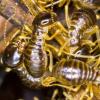 Photo for Pro Pest Control Service