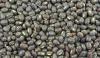 Photo for Global Black Gram Market Share, Size and Forecast 2017-2022