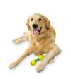 Photo for Dog Spa Atascocita TX