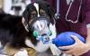 Photo for Small Animals Respiratory Diseases Treatment Market Size, Scope, Overview and Growth Rate Report 2017 - 2025