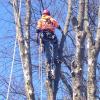 Photo for A-Ton Tree & Debris LLC
