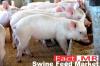 Photo for Global Market for Swine Feed Slated to Reach a Valuation in Excess of US$ 160,100 Mn Over 2022