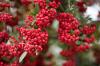 Photo for Red Berries Market: Global Industry Analysis and Opportunity Assessment, 2016-2026