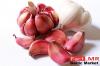 Photo for 5 Key Takeaways from Fact.MR’s Report on Garlic Market for Forecast Period 2017 - 2022