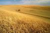 Photo for Global Agricultural Disinfectant Market:  Trends and Opportunities for the Industry by 2024