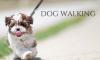 Photo for Denver Dog Walking Service