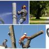 Photo for Queretaro Tree Service
