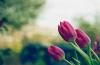 Photo for 4 Benefits of Using Alexandria Flower Delivery