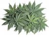 Photo for https://nutrahealthtrimsite.com/serenity-cbd-oil/