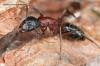 Photo for IOWA Pest and Termite Company