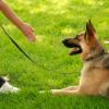Photo for Adventure Bound Canines