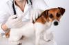 Photo for Top Countries Veterinary Vaccine Market Report