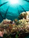 Photo for Underwater Photography Courses, Products, Workshops, Equipments? INON UK