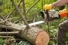 Photo for Moreno's Tree Service