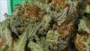Photo for Medical Marijuana