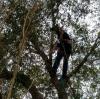 Photo for Howells Tree Service