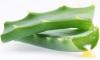 Photo for Aloe vera Extracts Market By Application, Technology, Product, Region and Forecast 2025
