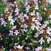 Photo for Global Linalool Market - Top Manufacturers Report 2017: Radiant Insights, Inc