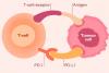 Photo for Programmed Death-1 & Programmed Death Ligand-1 Inhibitors Market Research Report, 2025