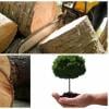 Photo for C and N Tree Service and Landscaping LLC