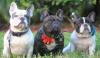 Photo for Bulldog Breeders | French Bulldogs / Puppies - Poetic French Bulldogs
