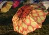 Photo for Agape Hospice and USC Lancaster Raise Public Awareness with Display