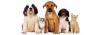 Photo for Preferred Pet Sitter