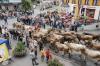 Photo for Cattle Health Market Expecting an Outstanding Growth Till 2022