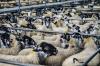 Photo for Farm Animal Healthcare Market Expected To Witness The Highest Growth