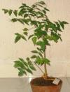 Photo for Global Neem Extract Market Research Report 2022