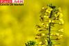 Photo for Canola Oil Market Forecast, Trend Analysis & Competition Tracking: Global Review 2017 to 2022