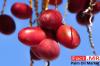 Photo for Palm Oil Market Forecast, Trend Analysis & Competition Tracking: Global Review 2017 to 2022