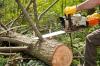 Photo for Bovaird Tree Service
